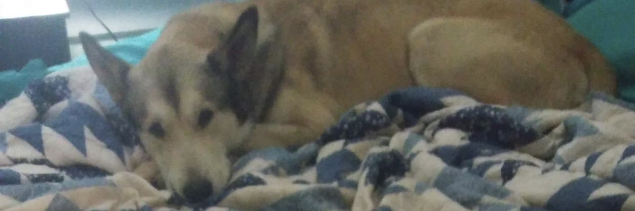 Lyunize's profile banner image