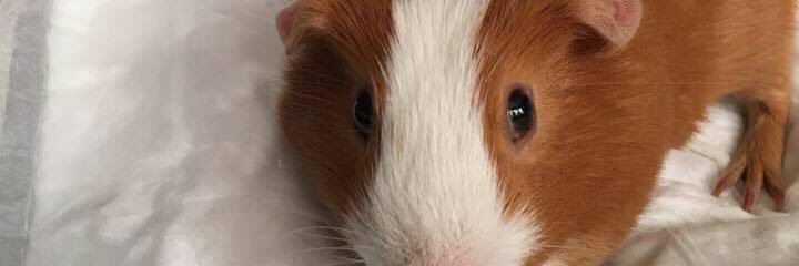 EfficientFire's profile banner image
