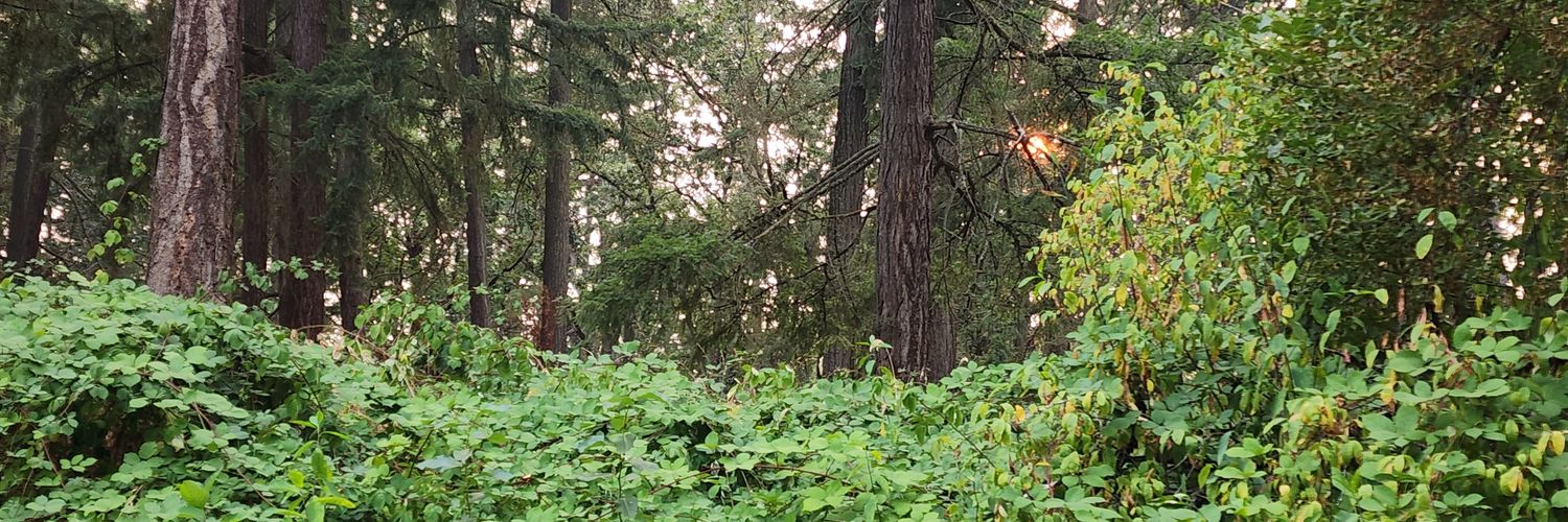 zestylimeade's profile banner image