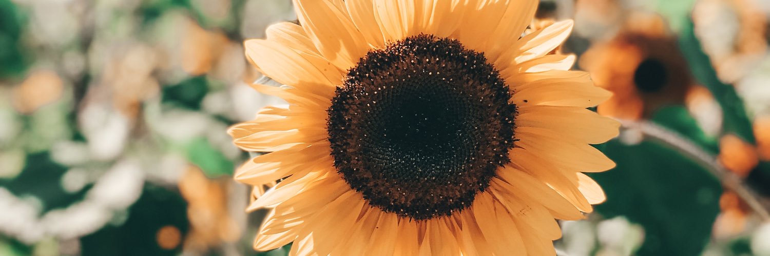 shan_graz's profile banner image