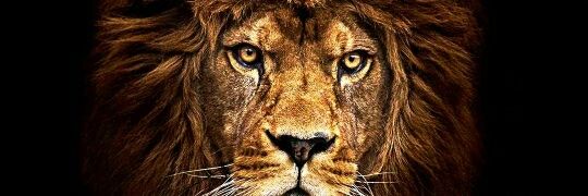 losly_1's profile banner image