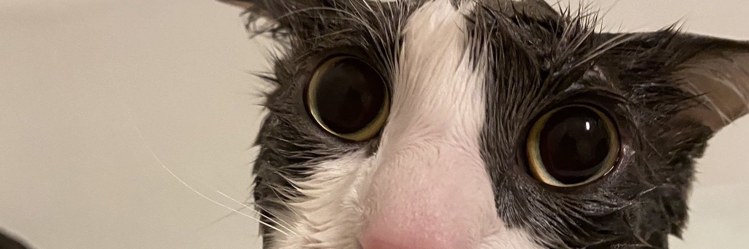 Large_Snout's profile banner image