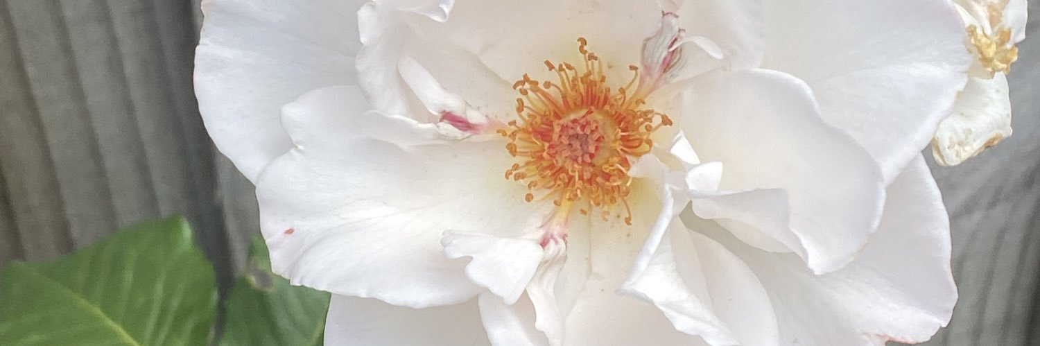 bridie66's profile banner image