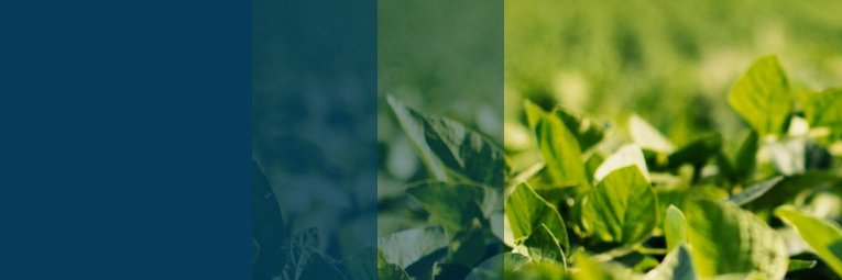 Bunge banner