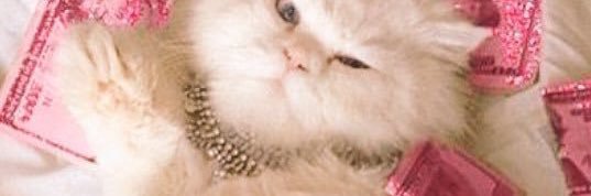 ___Catt's profile banner image