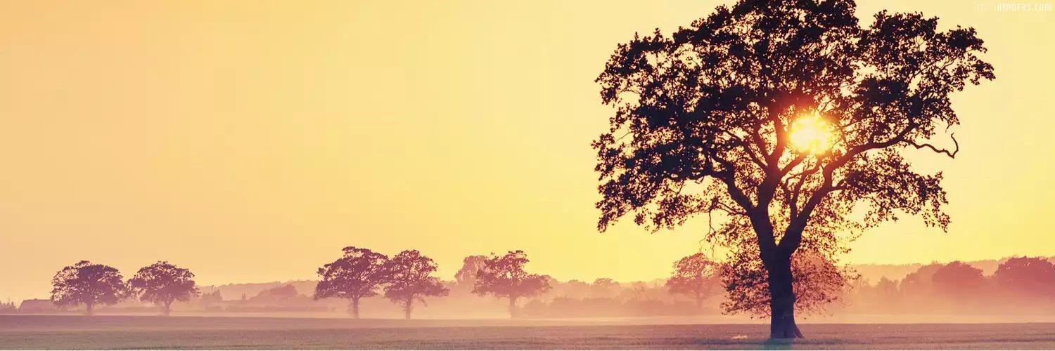 RFWilding's profile banner image