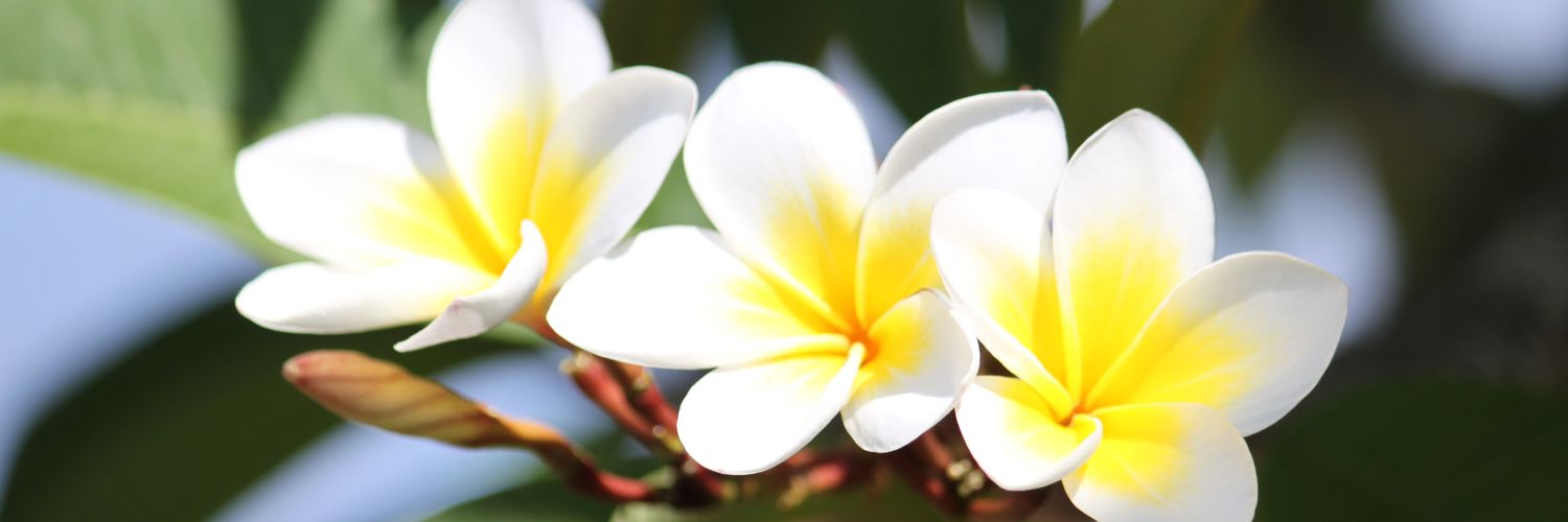 totoosu's profile banner image
