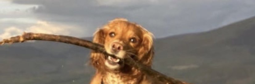 liaamorr's profile banner image