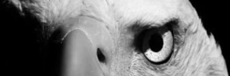 AkkayaSavas's profile banner image