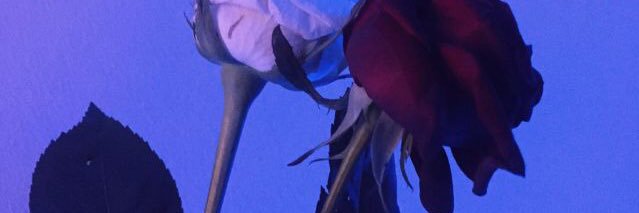 pettyonika's profile banner image