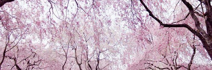 EvyCL 🦋 banner