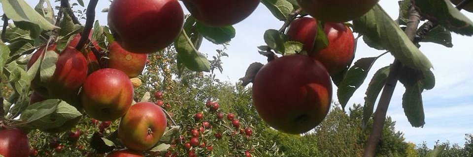 MadaOprea's profile banner image