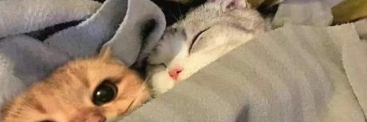alf99_'s profile banner image