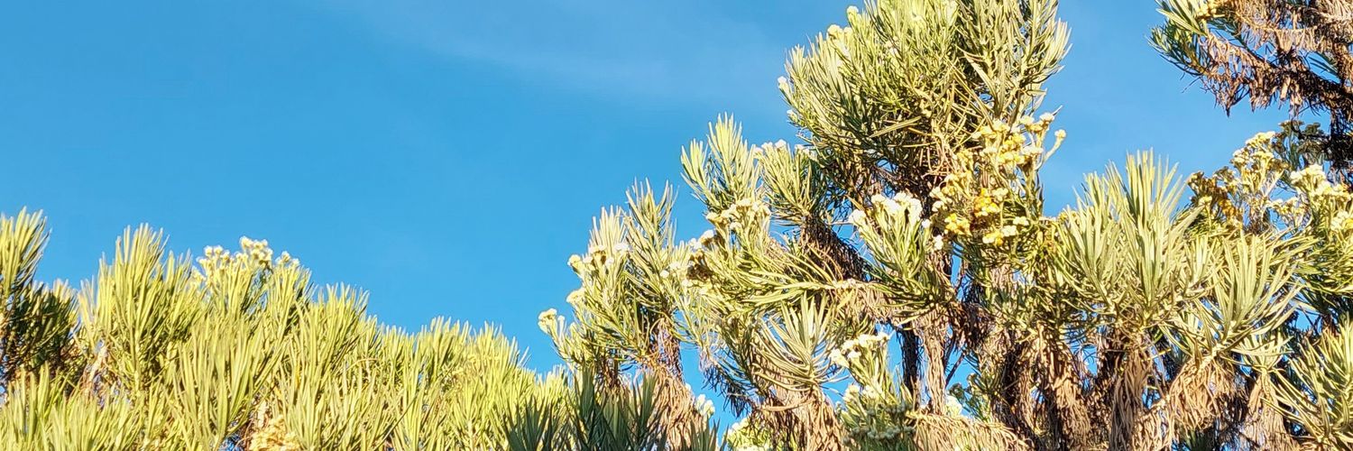 Я banner