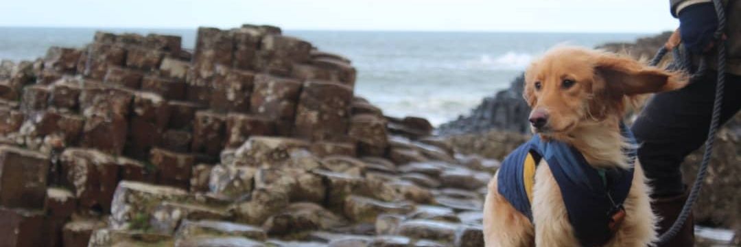 anto_yak's profile banner image