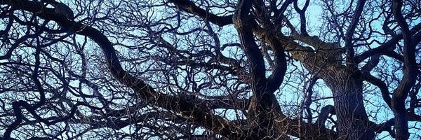 dansolo Profile Banner