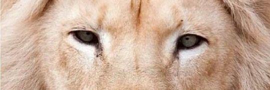 Senaeikcel's profile banner image