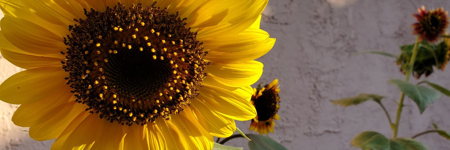 LisaDeaN15's profile banner image