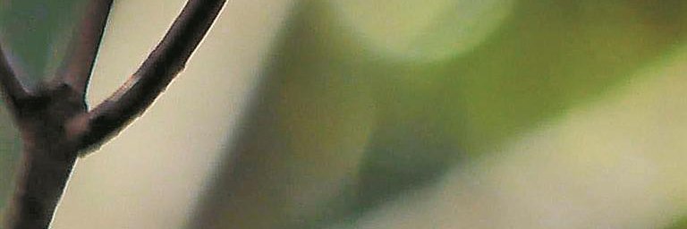liciabonna's profile banner image