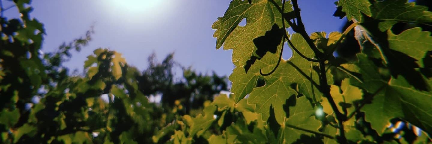 MellowMeeka's profile banner image