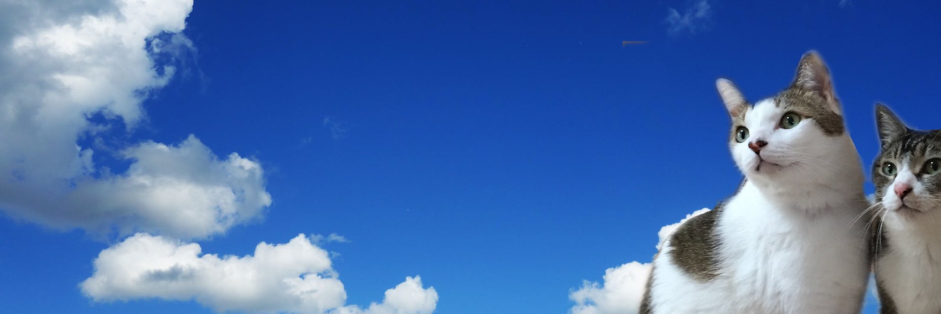 yodamina's profile banner image