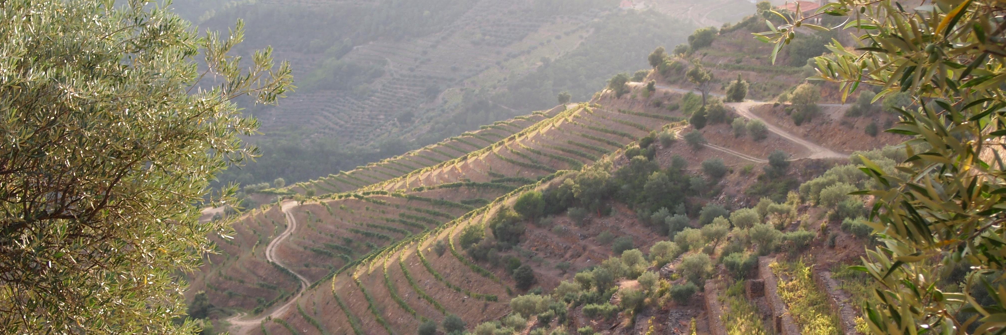 chasingharvest's profile banner image