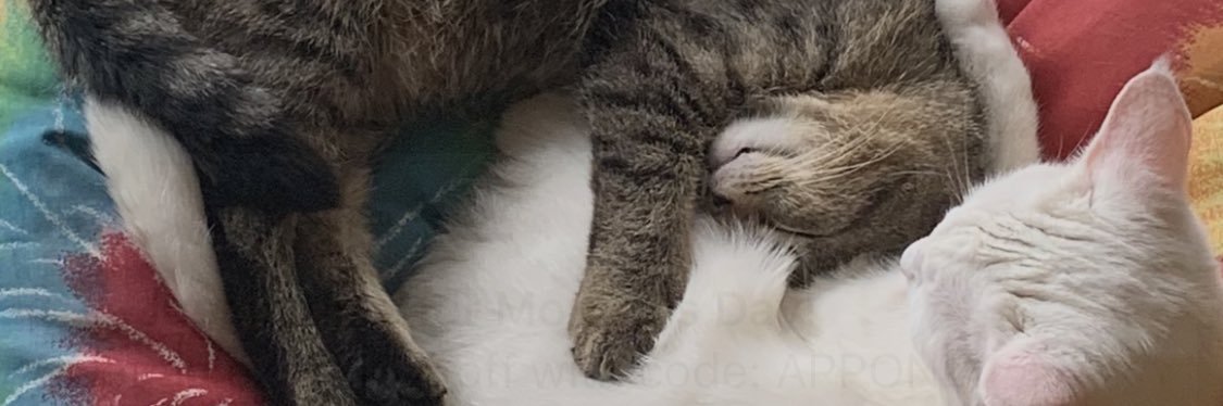 MaloryMiddleton's profile banner image