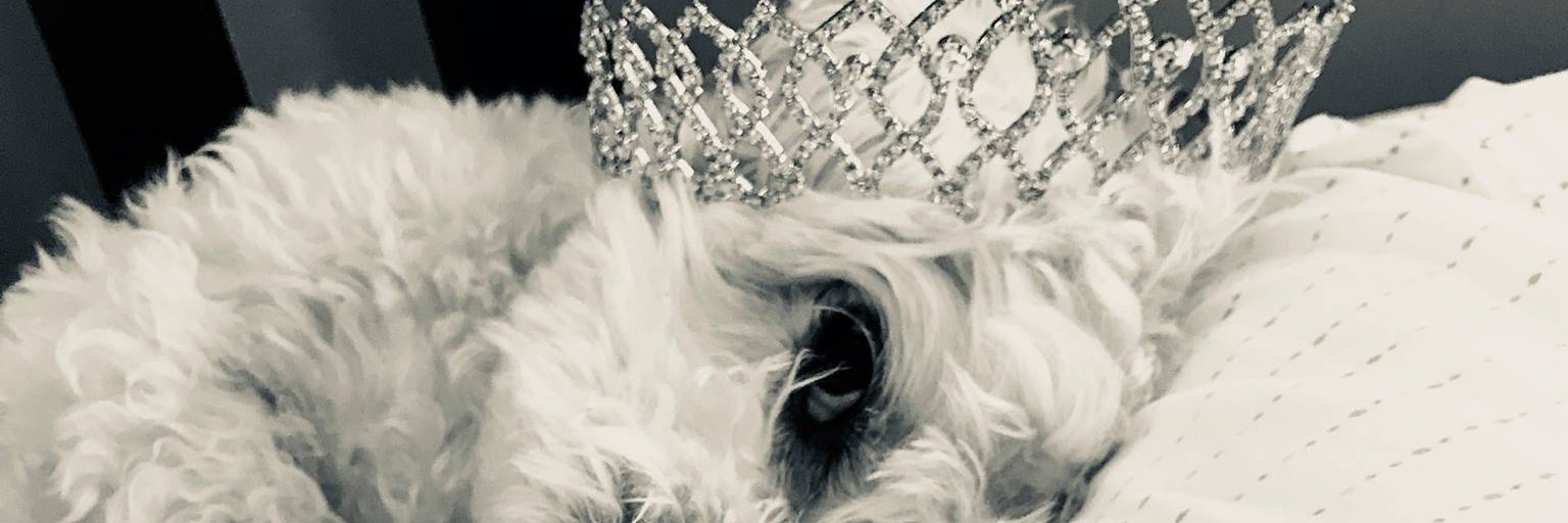 AustinCorcoran's profile banner image
