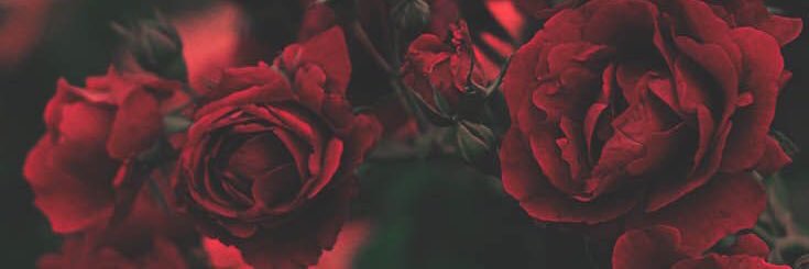 sheltter_'s profile banner image