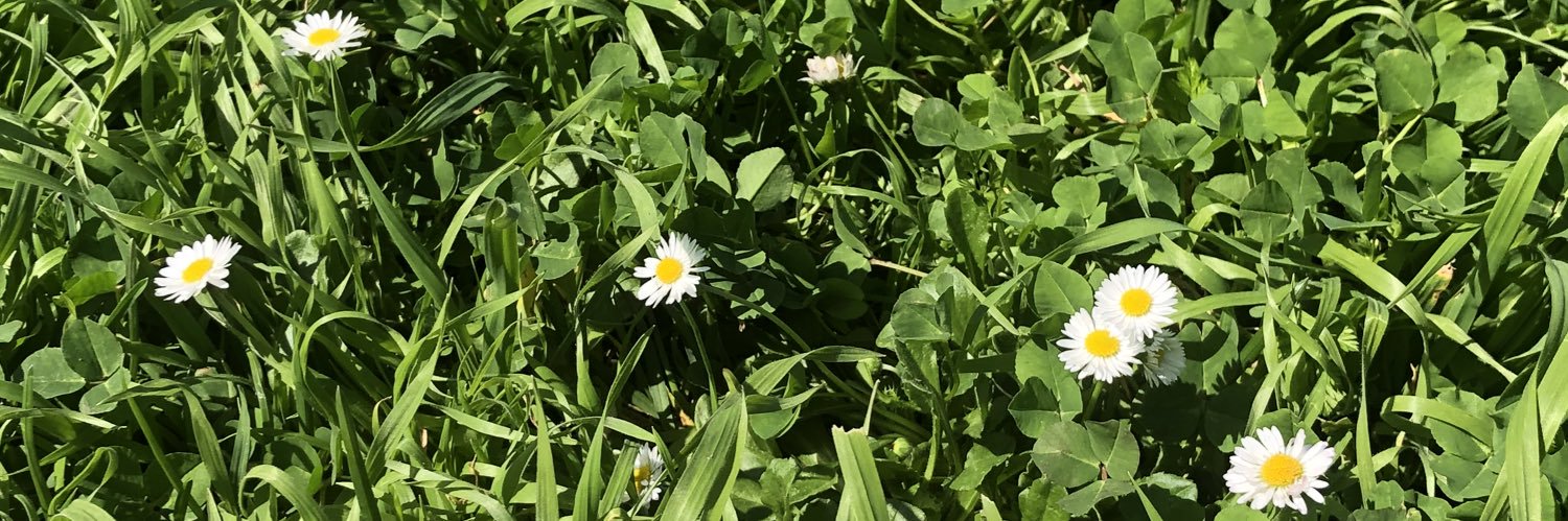 DaisyHomolkie's profile banner image