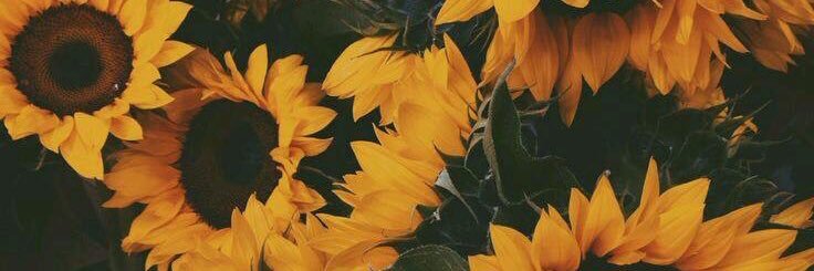 Dani3llee_'s profile banner image