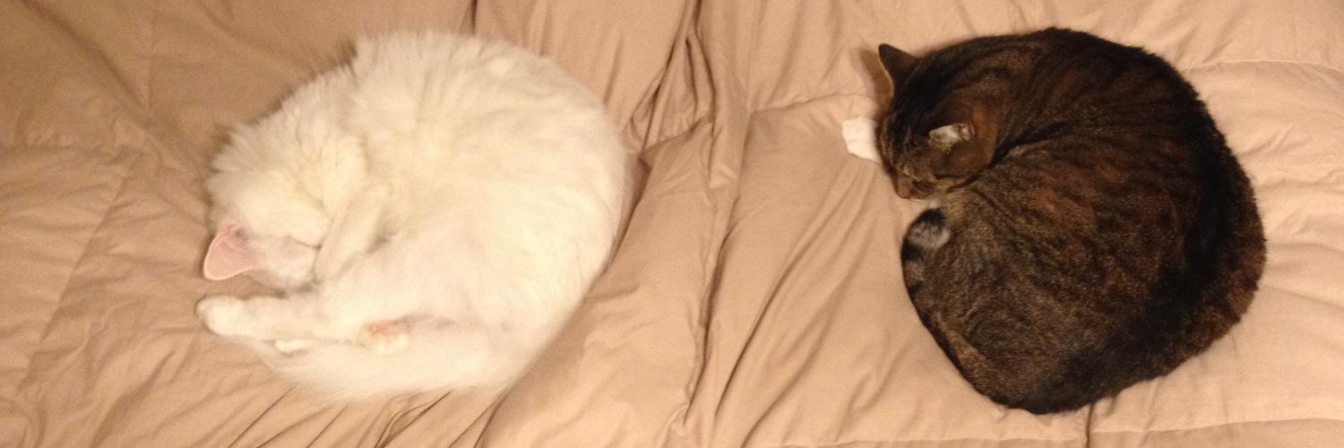 MeowIAmFluffy's profile banner image