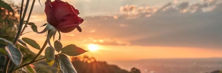 normaajoy's profile banner image