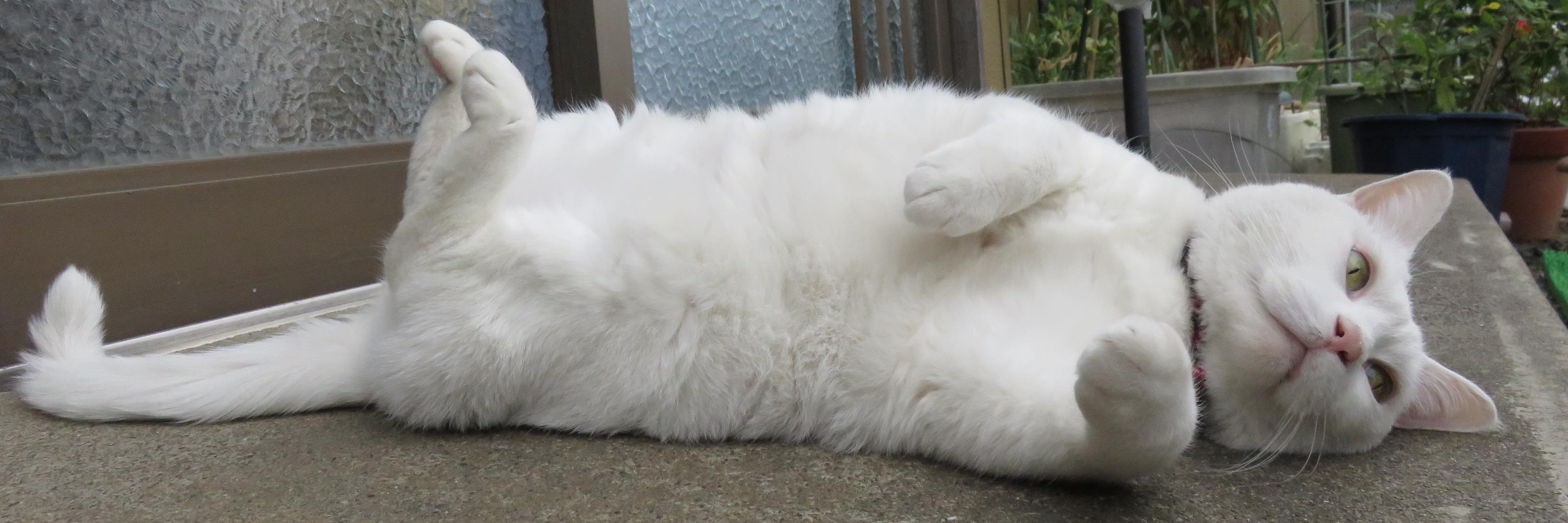 顏で笑って心で大号泣してるしろねこ banner