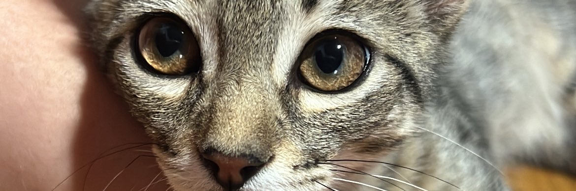 zoecamila01's profile banner image