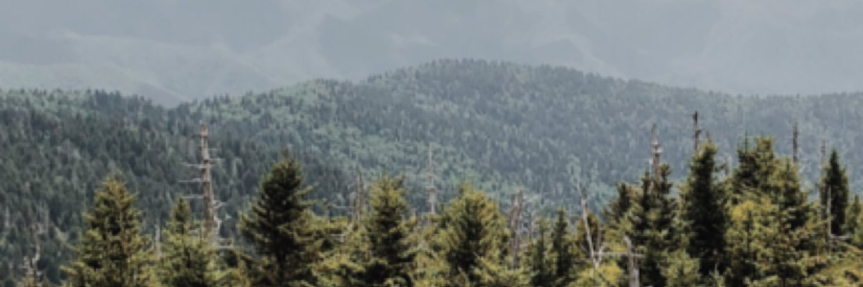 Liz_Knight1's profile banner image
