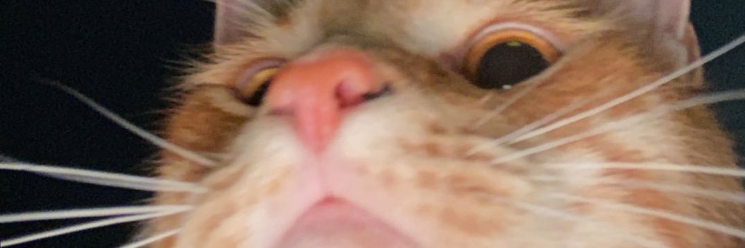 ceaflynn's profile banner image