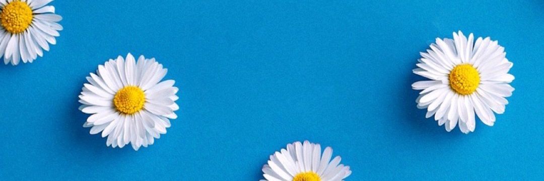 FannyJara71's profile banner image