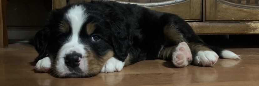 KieBug's profile banner image