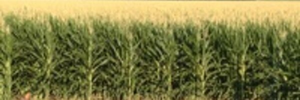 MStateCorn Profile Banner