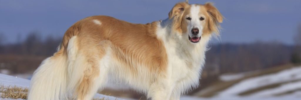 TM 🕵🏻‍♂️ banner