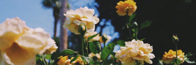 stephhferraz's profile banner image