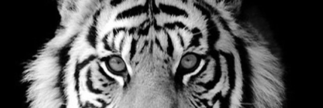 Cory_Cruse's profile banner image