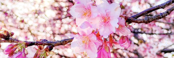 sisthaaaaa Profile Banner