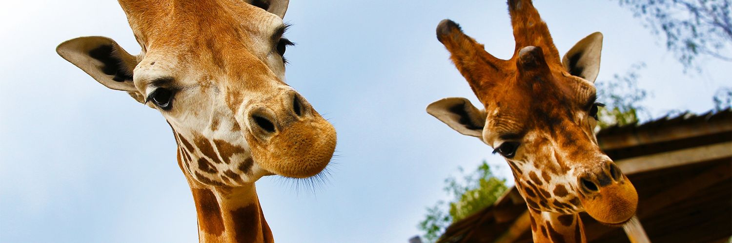 Rebekah Langford banner