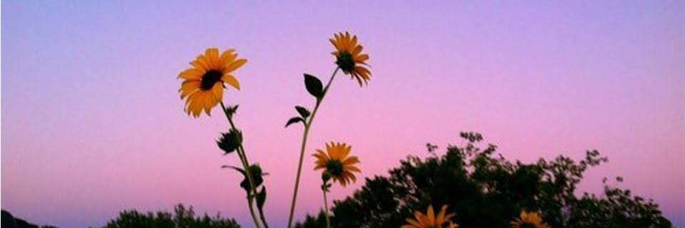 divinish_'s profile banner image