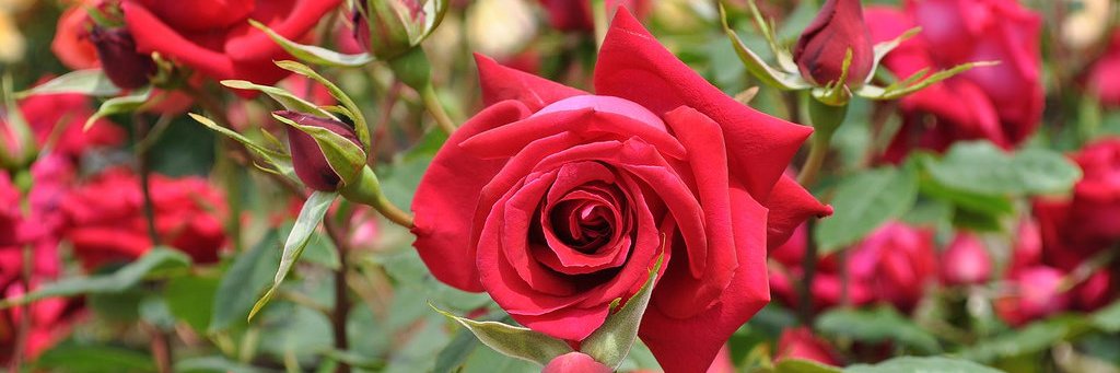 red39rose's profile banner image