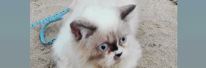 vilazahro's profile banner image