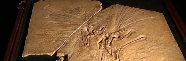 taka4ds Profile Banner