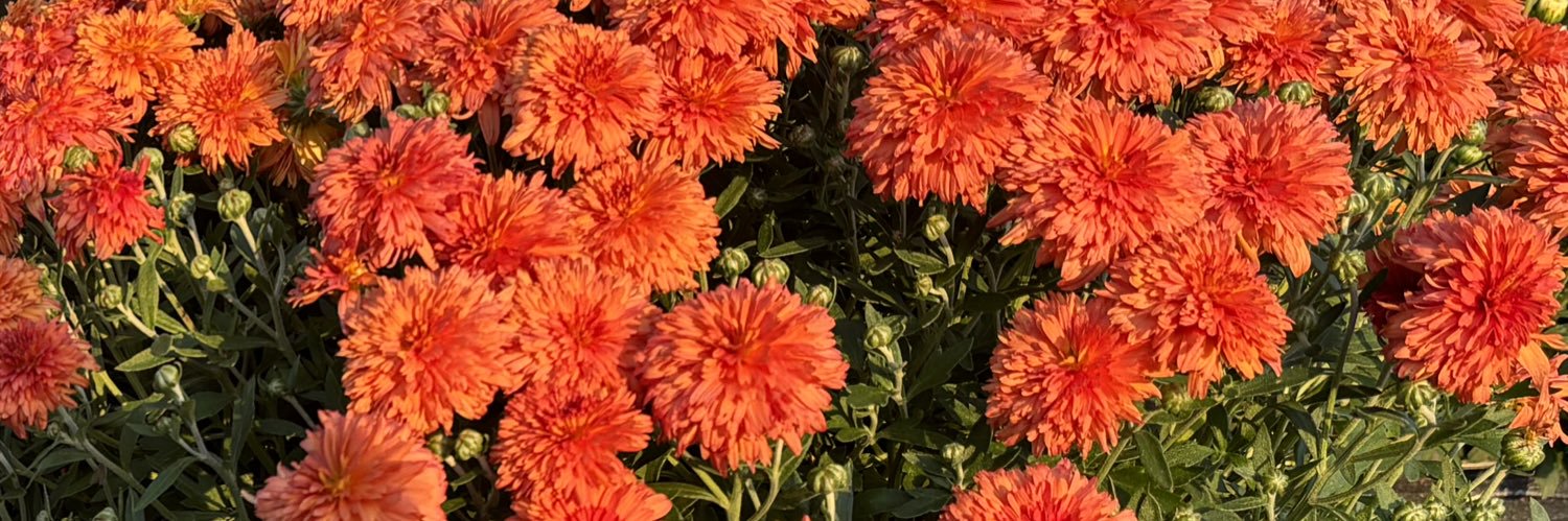 _BeautifullyE's profile banner image